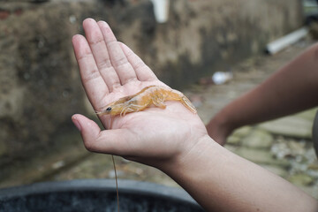 Close-up of a small, light brown shrimp resting on a human hand
