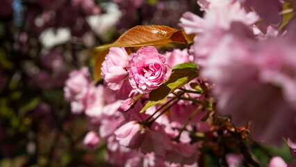 Cherry blossoms close-up against the backdrop of a blooming garden.
