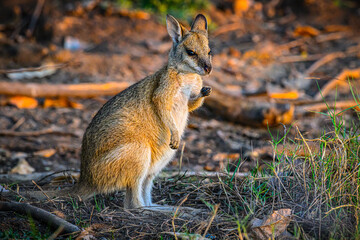 Wallaby