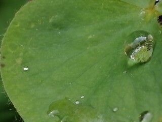 水玉