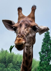 portrait of a giraffe
