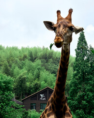 giraffe portrait in front of my camera © Christy