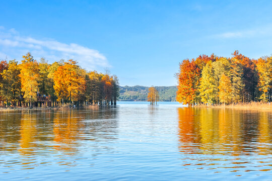 Beautiful scenery of the Metasequoia forest at Siming Lake in Yuyao, Ningbo, Zhejiang