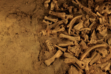  Archaeological site with exposed human bones in the soil, showing ancient skeletal remains.