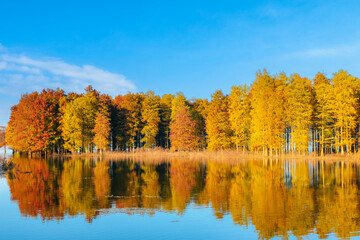 Beautiful scenery of the Metasequoia forest at Siming Lake in Yuyao, Ningbo, Zhejiang
