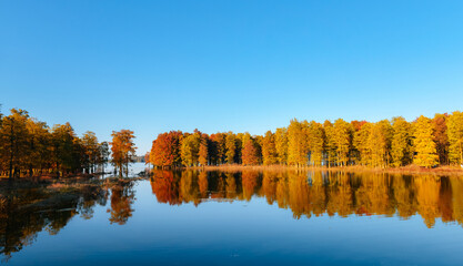Beautiful scenery of the Metasequoia forest at Siming Lake in Yuyao, Ningbo, Zhejiang