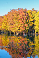 Beautiful scenery of the Metasequoia forest at Siming Lake in Yuyao, Ningbo, Zhejiang