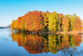 Beautiful scenery of the Metasequoia forest at Siming Lake in Yuyao, Ningbo, Zhejiang