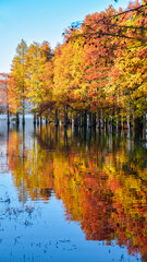 Beautiful scenery of the Metasequoia forest at Siming Lake in Yuyao, Ningbo, Zhejiang
