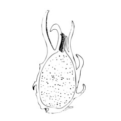 Dragonfruit ink graphic vector illustration isolated on white background. High quality hand drawn black and white art for food design, packages, restaurant menu, fruit ads, label, logo and decor