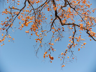 Harvest persimmon trees outdoors in autumn