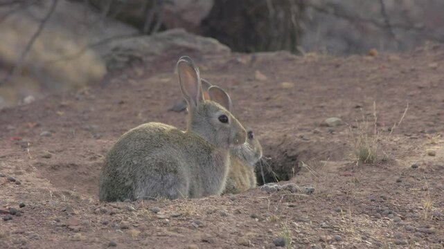 Rabbits sitting in front of a warren in Flinders Ranges national park in South Australia, invasive species