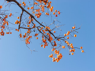 Harvest persimmon trees outdoors in autumn