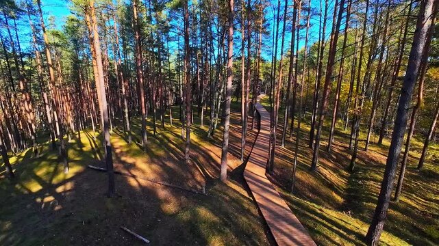 Tall forest view Bumbu Hill Firewatch Tower viewpoint Riga Latvia nature landscape