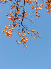 Harvest persimmon trees outdoors in autumn