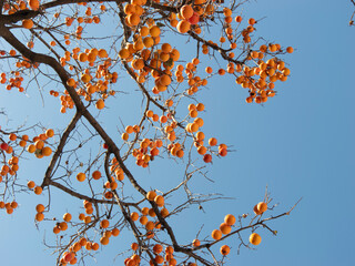 Harvest persimmon trees outdoors in autumn