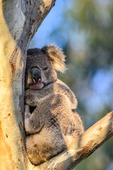 Koala 0004