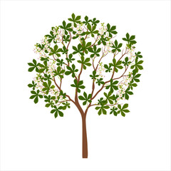 buckeye ,horse chestnut, vector drawing tree with flowers and green leaves isolated at white background, hand drawn illustration