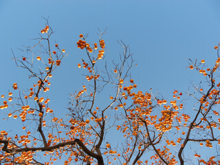 Harvest persimmon trees outdoors in autumn