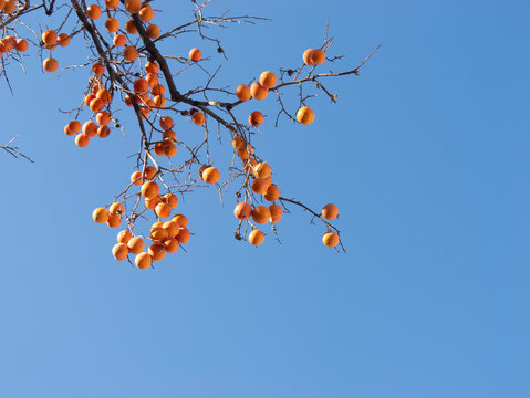 Harvest persimmon trees outdoors in autumn