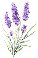 Obraz premium PNG Watercolor lavender flower blossom plant