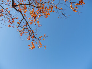 Harvest persimmon trees outdoors in autumn