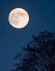 Fototapeta premium full moon over the sky