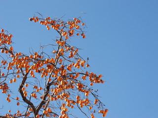Harvest persimmon trees outdoors in autumn