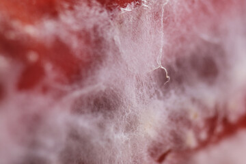 Macro shot of mycelium fungus growth on rotten chilli