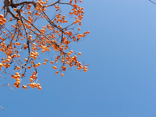 Harvest persimmon trees outdoors in autumn