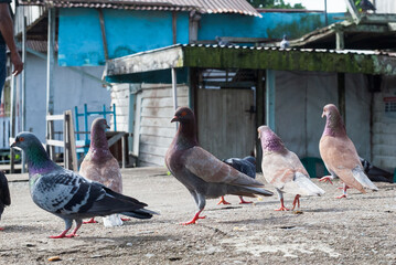 Pigeons are gathered on a street surrounded by buildings, creating an impression of urban life