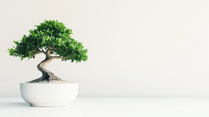 A carefully pruned bonsai tree in a sleek white pot on a plain white background, emphasizing elegance and tranquility. Ideal for product promotions or lifestyle branding.