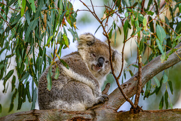 Koala 0001
