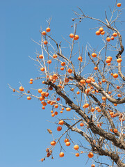 Harvest persimmon trees outdoors in autumn