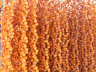 Harvest persimmon trees outdoors in autumn