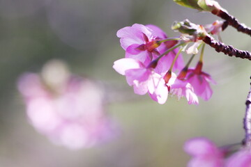 Fototapeta premium 春の訪れを告げる桜の花