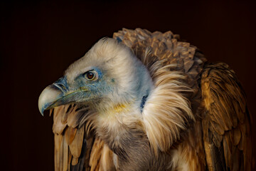 Portrait of an Eurasian griffon vulture (Gyps fulvus), a large Old World vulture in the bird of prey family Accipitridae