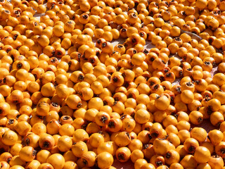 Harvest persimmon trees outdoors in autumn