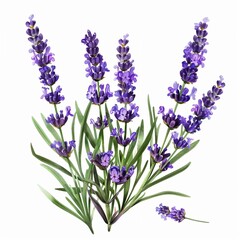 Obraz premium lavender flowers isolated on white