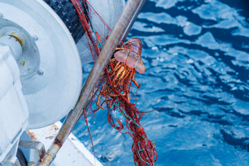 本命の伊勢海老（イセエビ科）が穫れた。
英名学名：Japanese Spiny Lobster,...