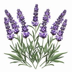 Fototapeta premium lavender flowers isolated on white background
