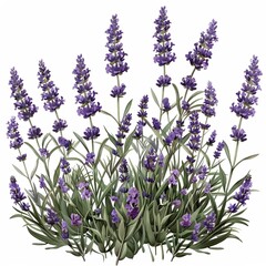 Naklejka premium bunch of flowers white background