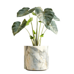 Potted plant, white isolate background