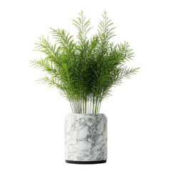 Potted plant, white isolate background