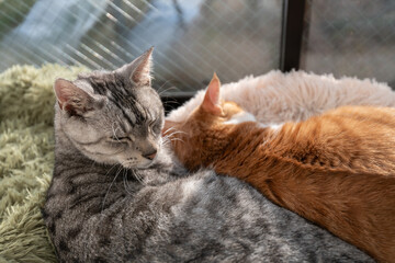 窓辺でくつろぐ可愛い二匹の猫
