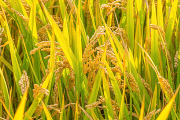 Close up of Details of Mature Golden Rice in Autumn