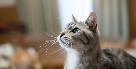 見つめる猫の顔　サバトラ猫