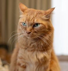 座って見つめる可愛い猫　茶トラ猫