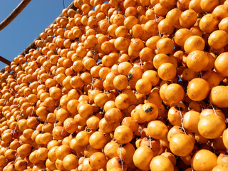 Harvest persimmon trees outdoors in autumn