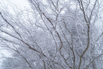 美しい霧氷の森